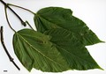 SpeciesSub: subsp. sterculiaceum